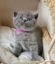 British Shorthair kittens Foe Sale
