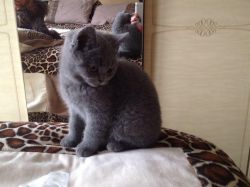 Gorgeous British Shorthair Kittens Available GCCF registered,