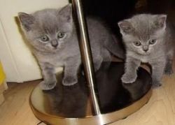 cute British shorthair kittens available