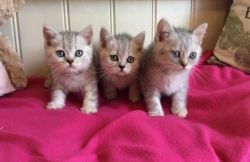 2 Beautiful boys pedigree British shorthair kittens