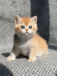 British kitten from Europe with excellent pedigree.