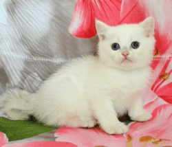 British kitten from Europe with excellent pedigree.