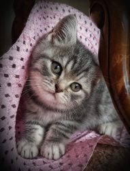 BRITISH SHORTHAIR KITTENS EXPRESSIONS OF INTEREST