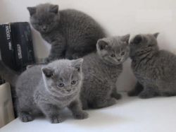 CheekyWhiskers British Shorthair Kittens