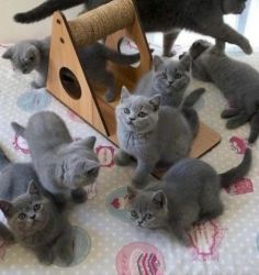 5 Adorable British Blue Kittens