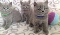 Quality British Shorthair Kittens