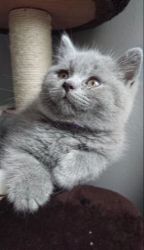 British Shorthair kittens Ready for sale