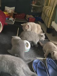 Britishshorthair Kittens