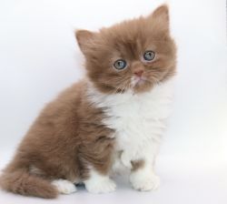 British shorthair and longhair kittens