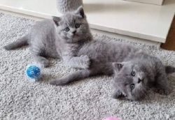 Cute male And Female British Shorthair kitten For sale