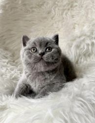 Cute British short hair kitten