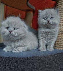 British short hair kittens