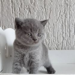 Blue shorthair kittens ready