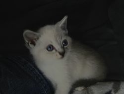 ragdoll kitten white !