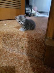 British shorthair/ Bengal mix kittens available