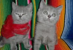 Fabulous British Shorhair Kittens Ready For Sale Now