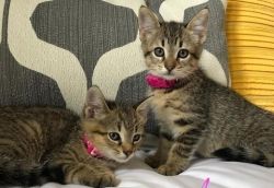 CUTE AND LOVING AMERICAN SHORTHAIR KITTENS FOR SALE