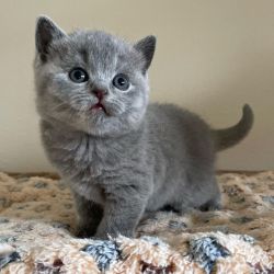 I got beautiful British shorthair kitten for sale