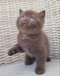 Adorable British Shorthair kittens