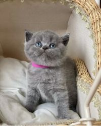 Cute British shorthair kitten for sale