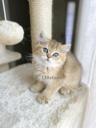 British shorthaired kitten