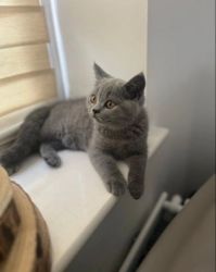 British Shorthair kittens ready for sale