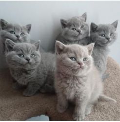 Gorgeous BRITISH SHORTHAIR Kittens