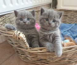 British Shorthair Kittens available now.