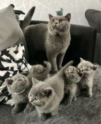 British Shorthair kittens for sale.