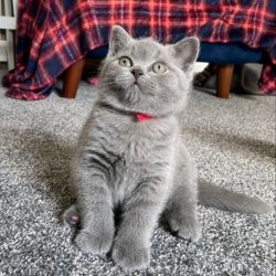 Stunning British Shorthair Kittens