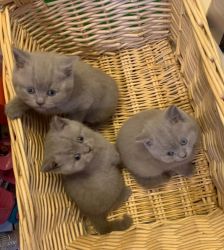 British Shorthair Kittens available for a lovely home.