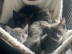Six Furry Babies