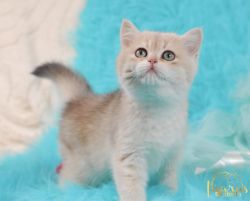 Chinchilla Blue Golden BSH British Shorthair ay12 kittens for sale