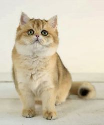 Golden British Shorthair male cat