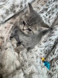 Selling British shorthair kittens 2,5 months old in NY