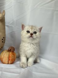 British Shorthair Kittens Lunas Litter