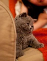 British Blue Shorthair pedigree kittens for sale