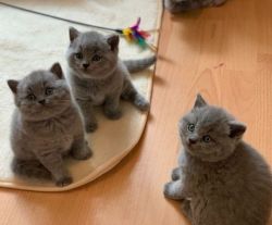 Blue British Shorthair kittens ready now
