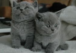 5 British shorthair kittens Tica reg
