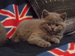 Gorgeous Purebred British shorthair kittens