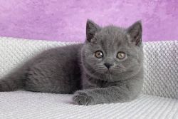 Family Raised British Shorthair Kittens