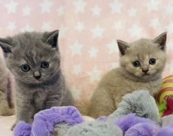 Gorgeous British Shorthair kitten