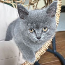British Shorthair Princess: Meet Our Adorable Female Kitten