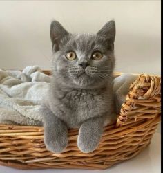 Stunning British Shorthair kittens ready