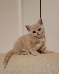 Exotic British Shorthair Kittens
