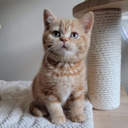Exotic British Shorthair Kittens For Christmas