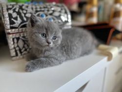 Adorable shorthair kitten for sale