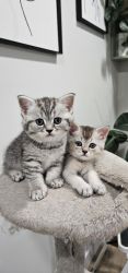 Male & Female British Shorthair Kittens For Sale