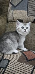 Playful Male & Female British Shorthair Kittens For Sale