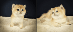 TICA Registered British Shorthair kittens